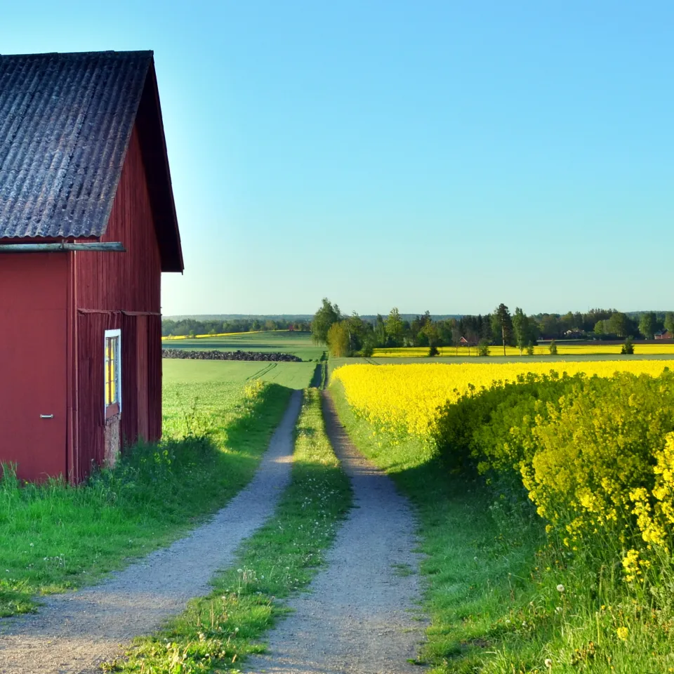 en grusväg som leder till en röd lada