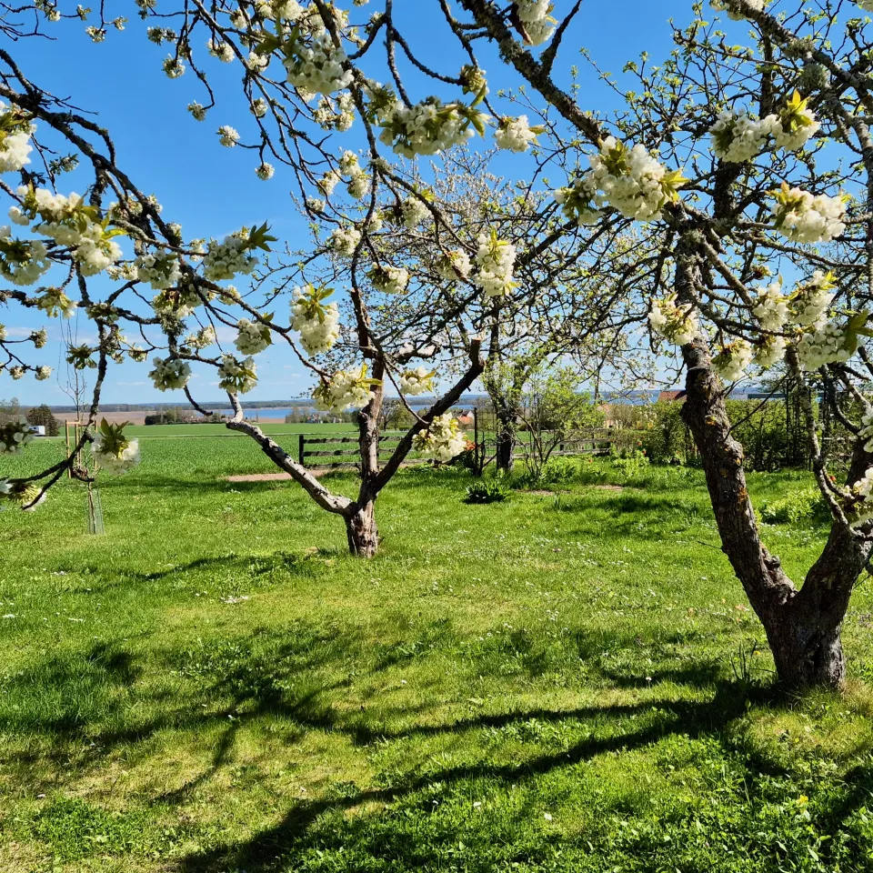 ett träd med vita blommor på en gräsbevuxen äng