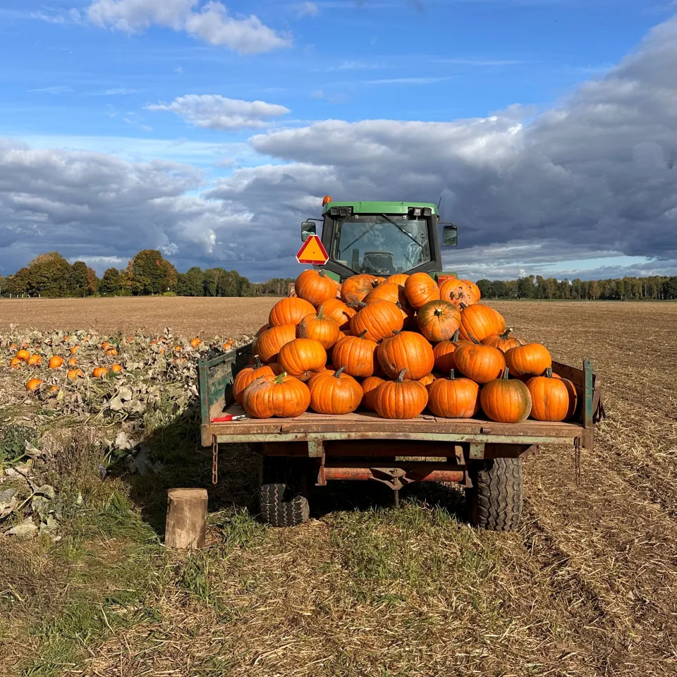 Pumpa på åker