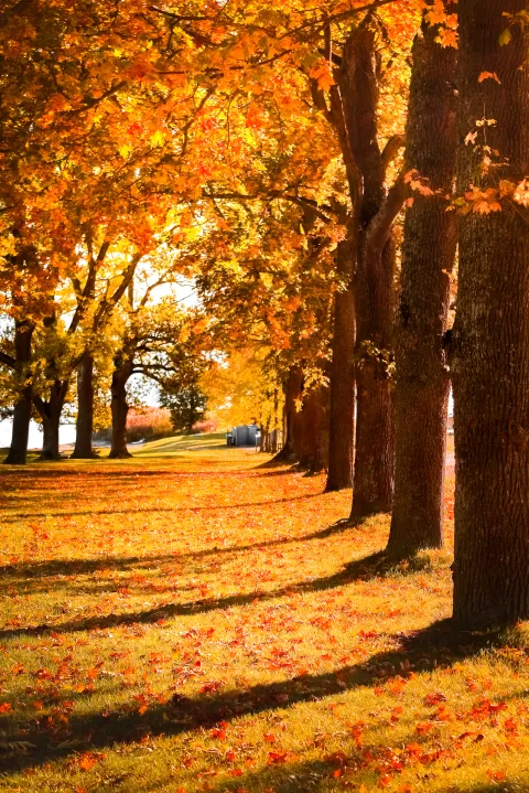 en rad träd med orangea blad