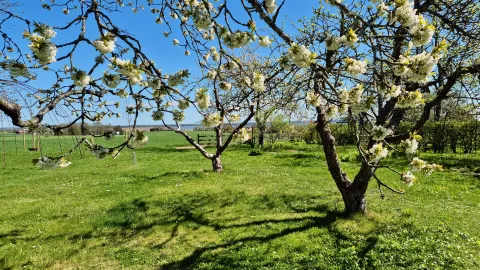 ett träd med vita blommor på en gräsbevuxen äng