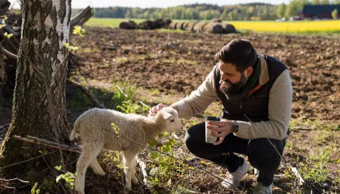 en person som knäböjer med ett litet lamm
